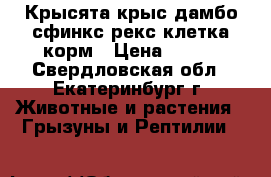 Крысята крыс дамбо сфинкс рекс клетка корм › Цена ­ 250 - Свердловская обл., Екатеринбург г. Животные и растения » Грызуны и Рептилии   